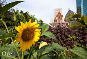 Sunflower Season in Boston