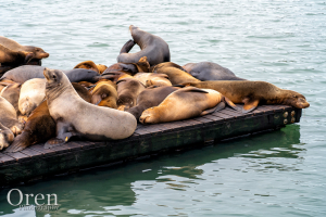 Napping at the Wharf