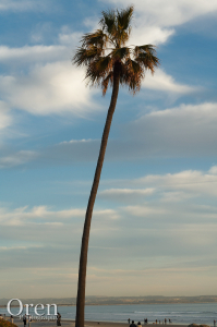 Palm Tree in San Diego
