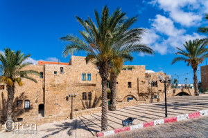 Palm Trees on Segev Street - Jaffa