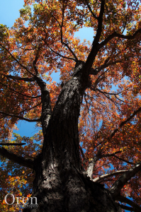 Foliage in Jamaica Plain