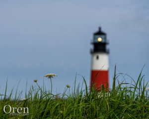 Wildflowers at Sankaty Head Light
