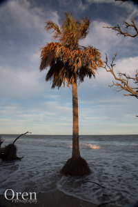 Last Light on a Palm Tree - Edisto Island