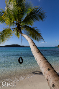 Tire Swing from Palm Tree