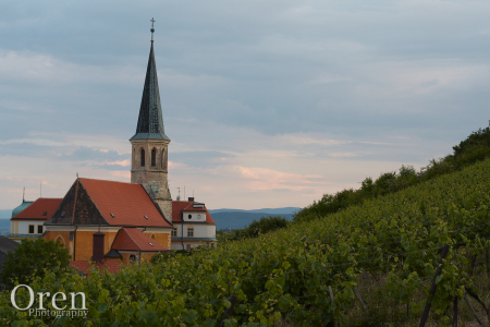 Vienna Vineyard